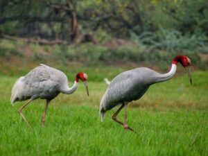 nature-watch-migration-grues
