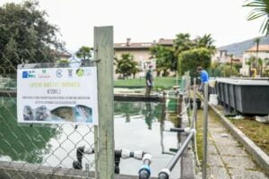 Membres de l'équipe Idrolife travaillant dans les bassins extérieurs de l'écloserie