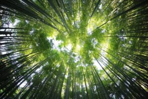 cop26-commission-europeenne-annonce-engagement-1-milliard-euros-proteger-forets-du-monde