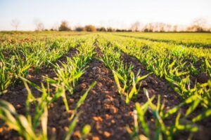 La réforme de la politique agricole commune approuvée par les députés
