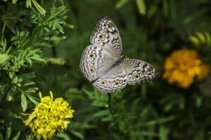 biodiversité