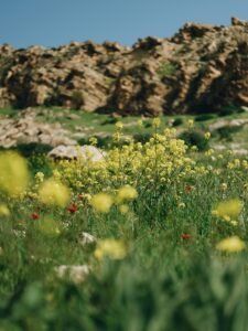 nature